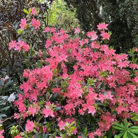 シャレー 3 Etoiles A Gerardmer.