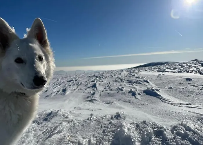 3 Etoiles A Gerardmer. 샬레 *