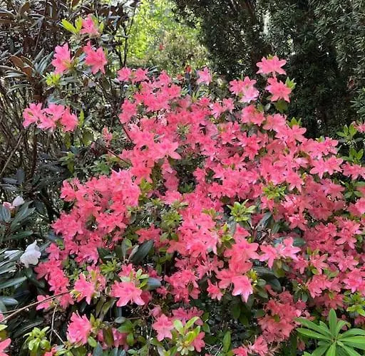 샬레 3 Etoiles A Gerardmer.